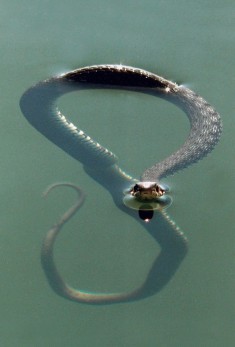 Snake in water