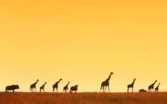 African animals in the savanna