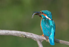 Blue bird eating a fish