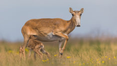 Saiga antelope