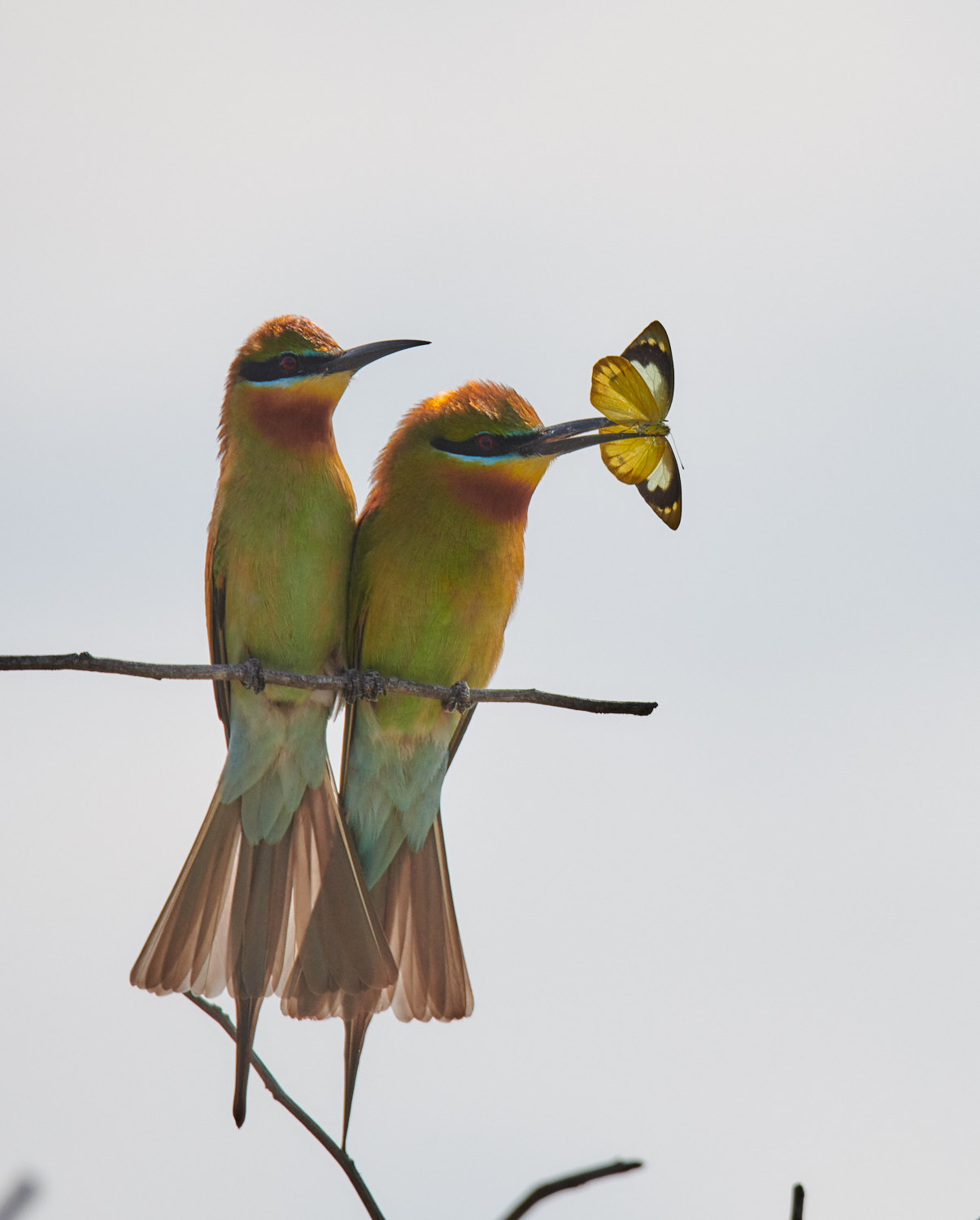 Birds, Yala National Park, Sri Lanka
