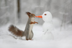 The snowman and the squirrel