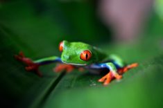 Frog, Costa Rica – Most Beautiful Picture