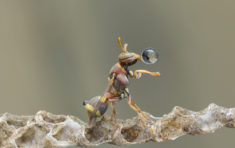 Wasp Blowing Water Bubble – Most Beautiful Picture