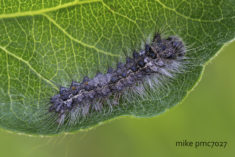 Caterpillar of the gypsy moth Lymantria dispar