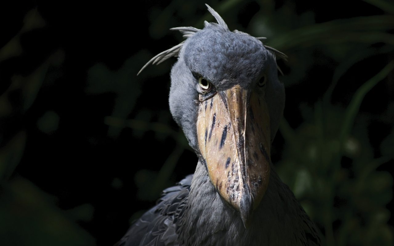 What in the world is a Shoebill? | Discover Africa Safaris