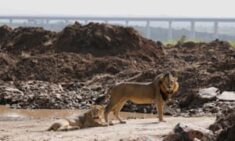 Plan to fence off Nairobi national park angers Maasai and conservationists | Environment | The G ...
