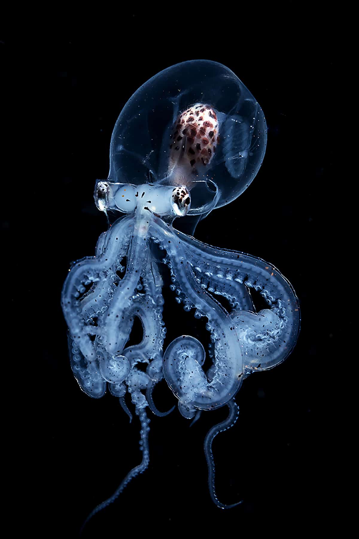 Rare Octopus With Transparent Head Caught by Blackwater Photographer