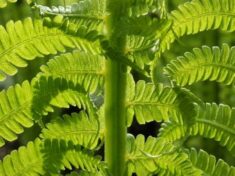 Growing and Caring for Ostrich Ferns | LoveToKnow